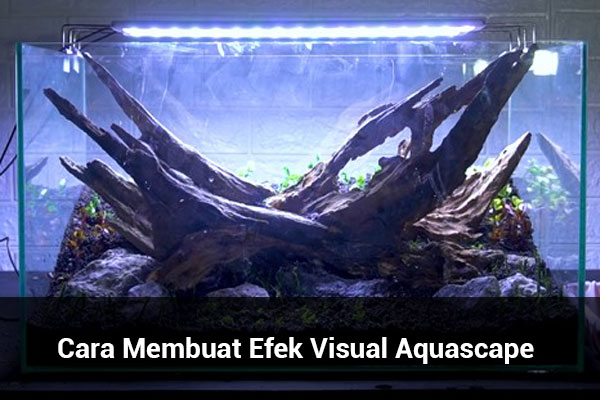 Cara Membuat Efek Visual Aquascape Aquair Indonesia