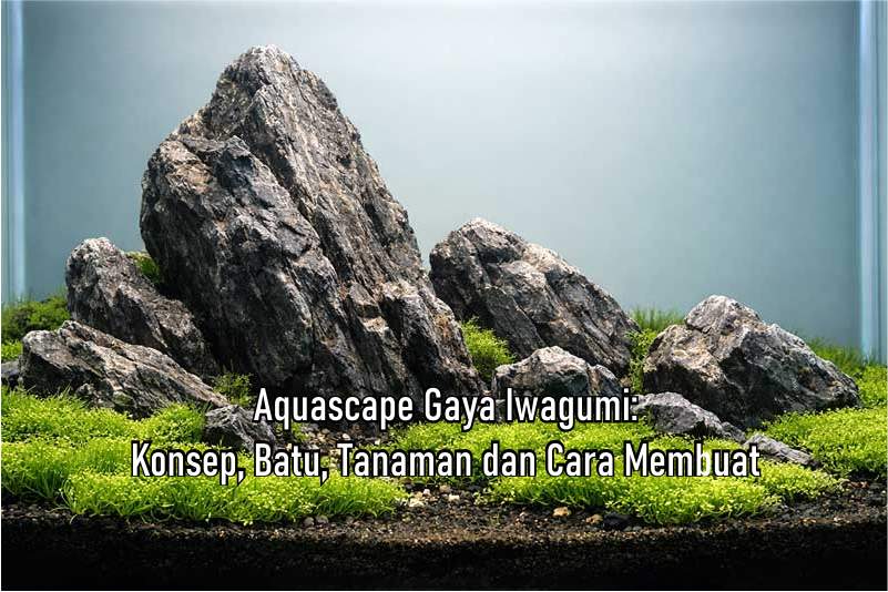 Mengenal Aquascape Gaya Iwagumi