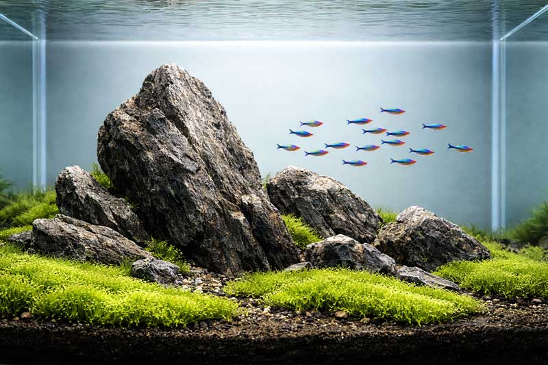 Iwagumi Style Aquascape