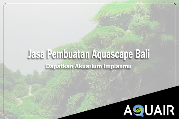 Layanan Pembuatan Aquascape Bali - AQUAIR Indonesia