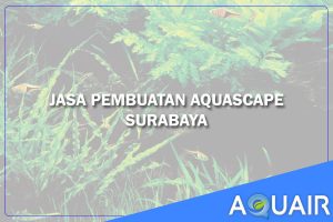 Layanan Pembuatan Aquascape Surabaya