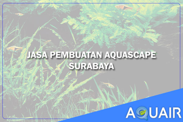 Layanan Pembuatan Aquascape Surabaya