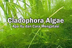 Alga Cladophora