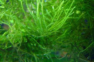Tanaman Aquascape Java Moss