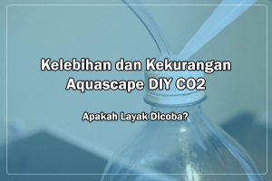 Aquascape DIY CO2, Apakah Layak Dicoba?