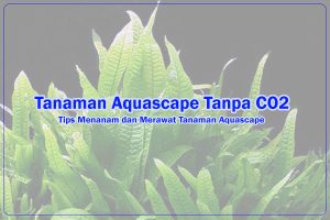 Jenis Tumbuhan Aquascape Tanpa CO2