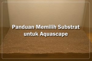 Cara Memilih Substrat Aquascape