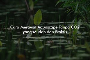 Tips Merawat Aquascape Tanpa CO2