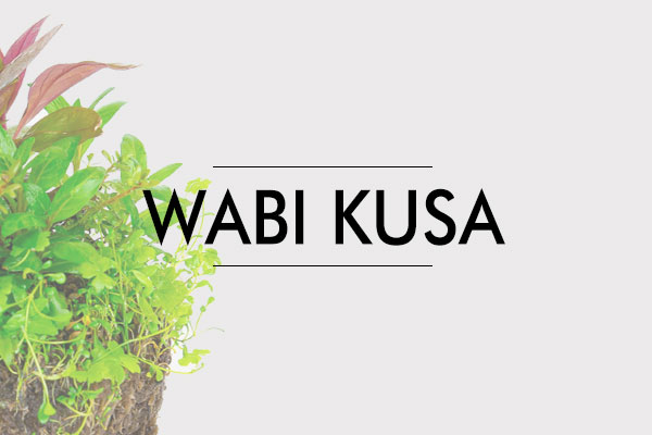 Cara Membuat Wabi Kusa