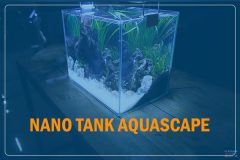 Nano Aquascape for Betta Fish