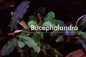 Bucephalandra