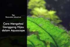 Tips Mengatasi Alga Hijau dalam Aquascape