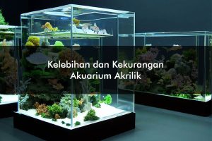 Kelebihan dan Kekurangan Aquarium Acrylic