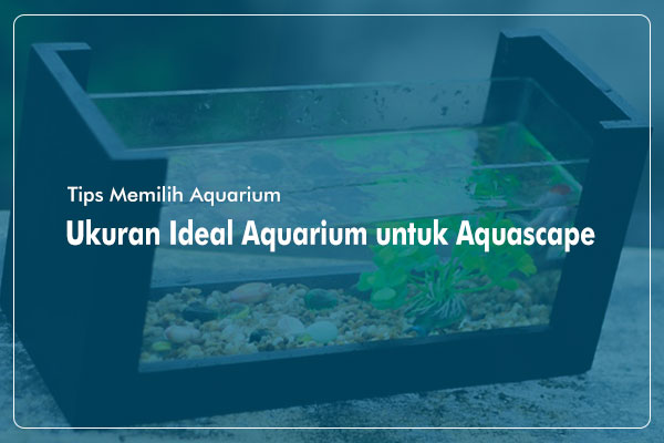 Menentukan Ukuran Akuarium untuk Aquascape