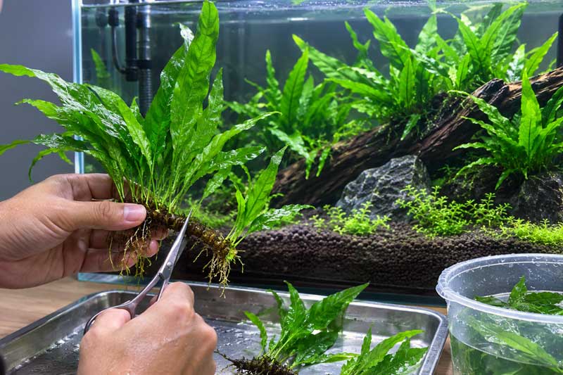 Cara Menanam Tanaman Java Fern