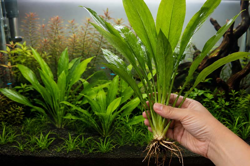 Tanaman Aquascape Amazon Sword: Mengenal Lebih Dekat Tanaman Aquascape Populer