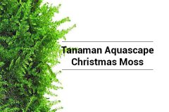 Tanaman Christmas Moss Aquascape