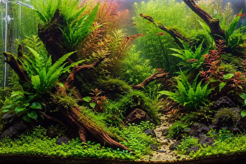 Tanaman Aquascape Java Fern: Mengapa Cocok untuk Pemula?