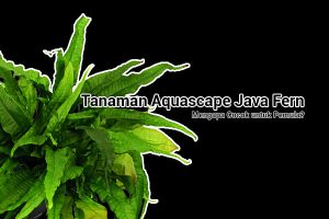 Java Fern Aquascape