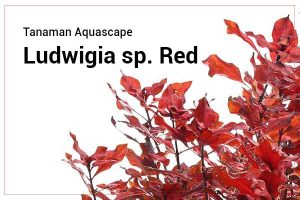 Ludwigia palustris sp Red