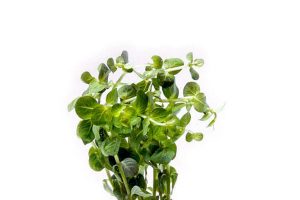 rotala rotundifolia green
