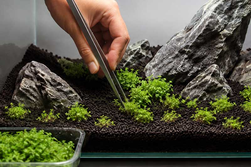 Cara Menanam Tanaman Karpet Aquascape Monte Carlo