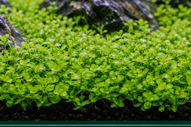 HC Cuba: Tanaman Karpet Aquascape dengan Daun Mungil