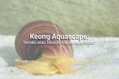 Siput Aquascape