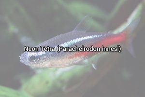 Paracheirodon innesi
