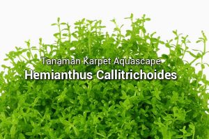Hemianthus Callitrichoides (HC Cuba)