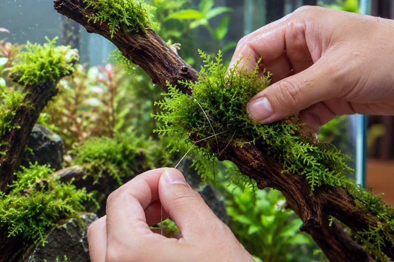 Cara Menanam Tanaman Java Moss dengan Benang