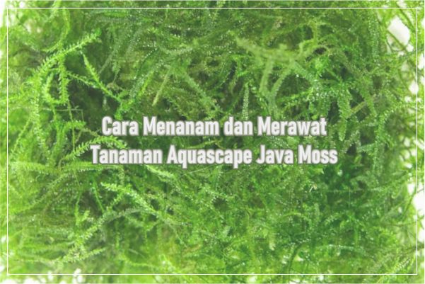 Tanaman Aquascape Java Moss (Vesicularia dubyana)