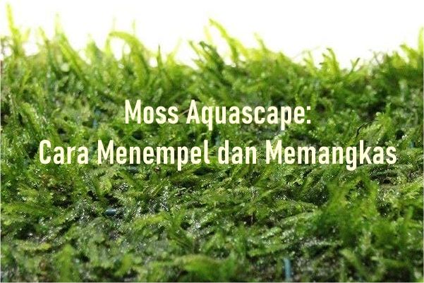 Tips Menempel dan Memangkas Tanaman Moss Aquascape