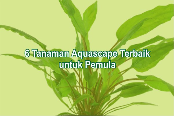 6 Tanaman Aquascape Terbaik untuk Pemula