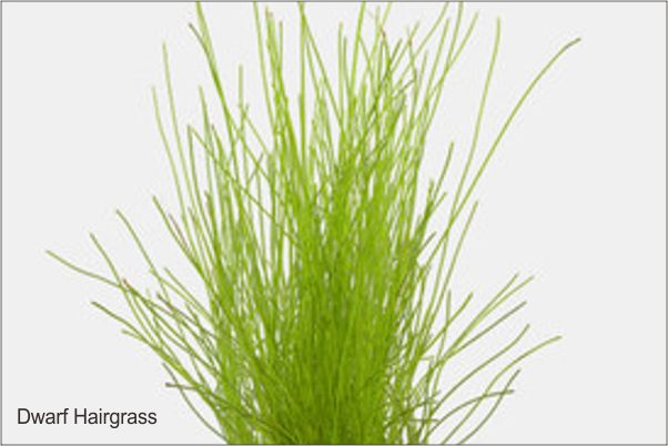 Tanaman Aquascape Dwarf Hairgrass