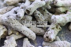 Fungsi Karang Jahe Filter Aquarium