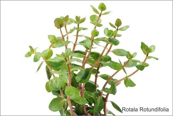 Tanaman Aquascape Rotala Rotundifolia