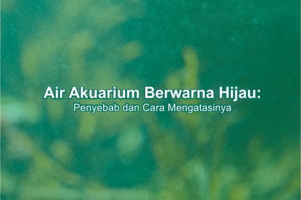 Air Akuarium Berwarna Hijau Penyebab Dan Cara Mengatasinya Aquair