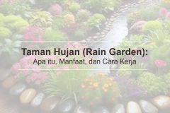 Taman Hujan atau Rain Garden