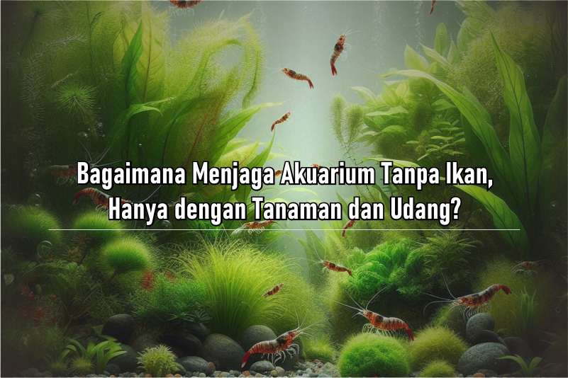 Menjaga Akuarium Tanpa Ikan