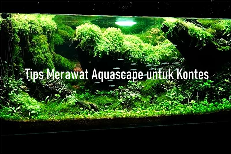Cara Merawat Aquascape untuk Kontes Internasional: Tips dari Praktisi Berpengalaman