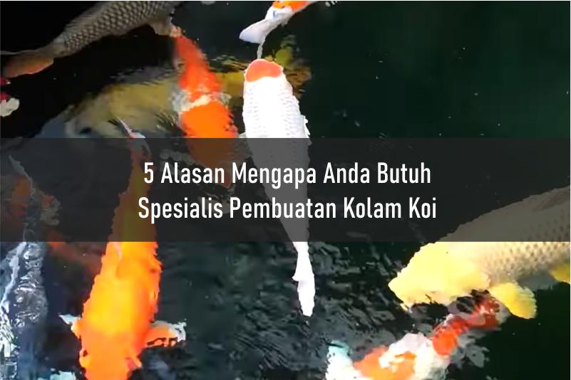5 Alasan Mengapa Anda Butuh Spesialis Pembuatan Kolam Koi