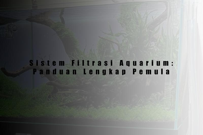 Panduan Lengkap Sistem Filtrasi Aquarium untuk Pemula