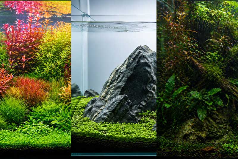 Mengenal Berbagai Style Aquascape: Iwagumi, Dutch, Jungle
