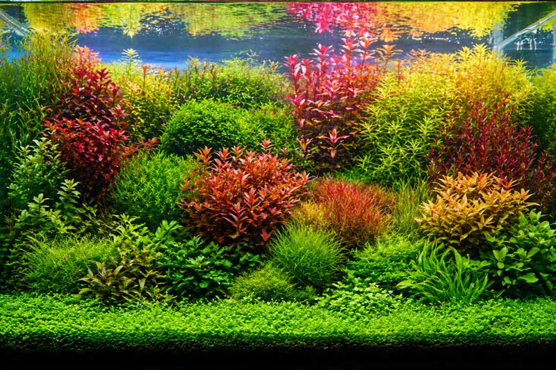 Gaya Aquascape Dutch