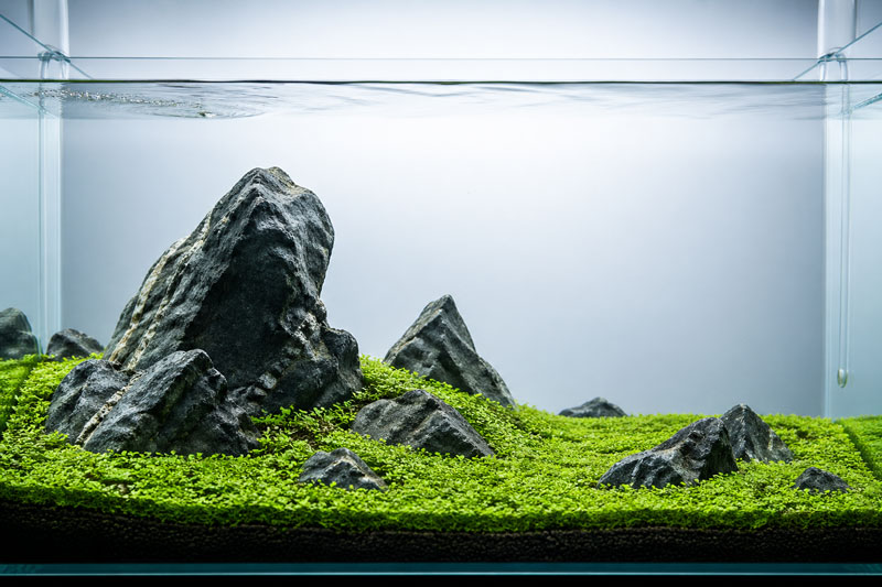 Gaya Aquascape Iwagumi