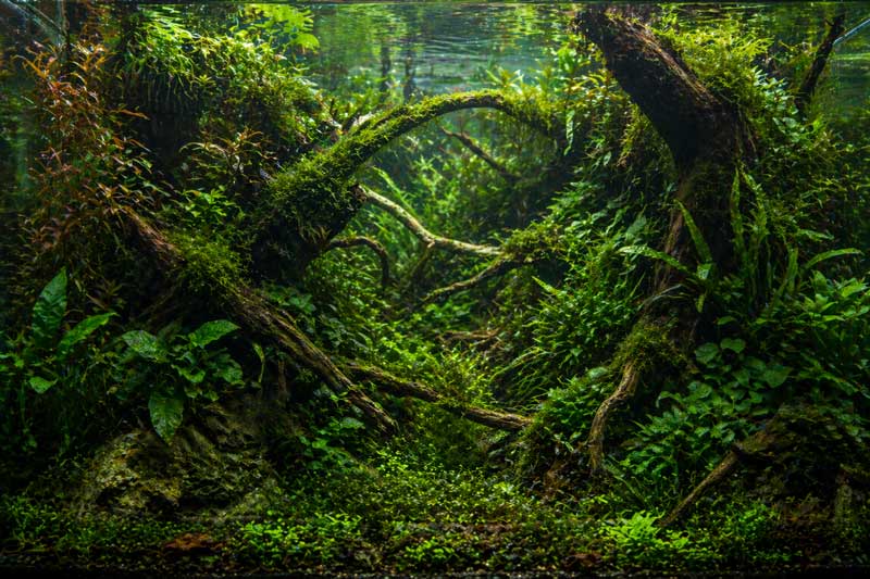 Gaya Aquascape Jungle