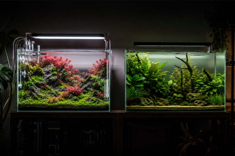 Aquascape High Tech vs Low Tech: Perbedaan, Biaya, dan Cara Memilih