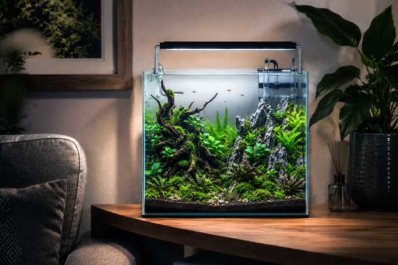 Panduan Lengkap Aquascape untuk Pemula dari Nol Sampai Jadi