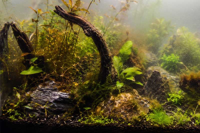 Parameter Air Aquascape Kenapa Berkabut?